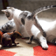 Image for article titled All Creatures Great & Small